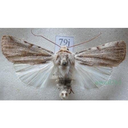 Chersotis margaritacea (de Villers, 1789) Czech79j